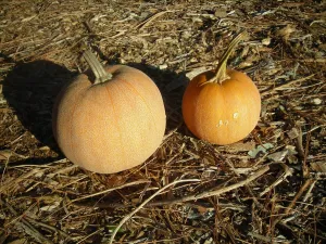 Winter Luxury Pumpkin
